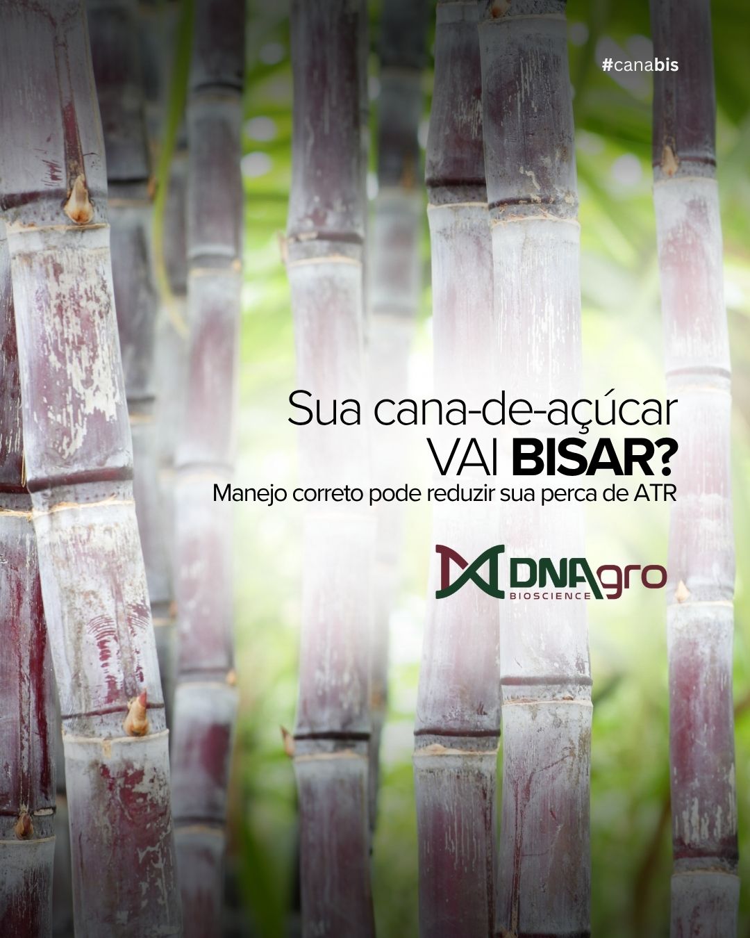 CANA BISADA: O MANEJO CERTO FAZ A DIFERENÇA! 🌱Adiar a colheita exige atenção redobrada. Para preservar o potencial produtivo do canavial, é fundamental avaliar as condições da lavoura, planejar o manejo e tomar decisões com base em informações de campo.Confira os principais passos para manejar a cana bisada:👀Avalie o canavial: observe a maturação, o estado dos colmos e os riscos de perdas.💭Planeje o manejo: A
Ajuste os tratos culturais conforme as condições da lavoura.⚠ Monitore a qualidade:
Acompanhe o ATR, a sanidade e a evolução da cana.🏆Proteja o potencial produtivo:
Utilize soluções adequadas para as necessidades do canavial.📏Acompanhe os resultados:
Avalie a resposta das plantas e ajuste as estratégias quando necessário.A DNAgro contribui para um manejo mais estratégico da cana bisada, auxiliando na manutenção do potencial produtivo e na qualidade do canavial.Mais tecnologia no manejo. Mais atenção ao resultado.Consulte nossa equipe técnica e descubra como incluir essa solução no seu protocolo.