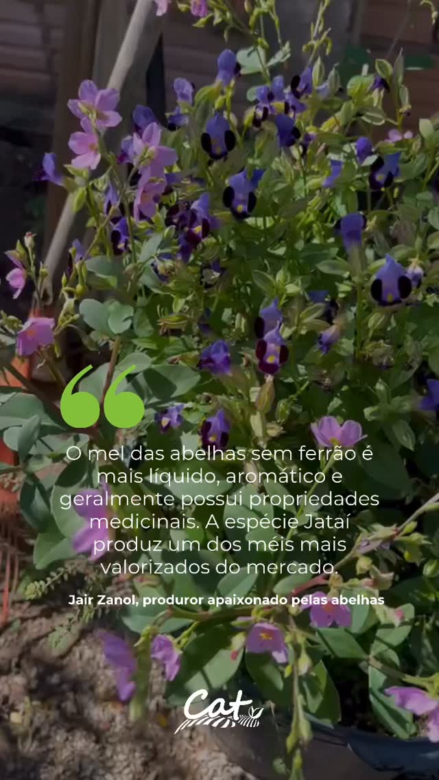 Entre flores, aromas e o som suave das abelhas, a propriedade do Seo Jair revela um cenári…