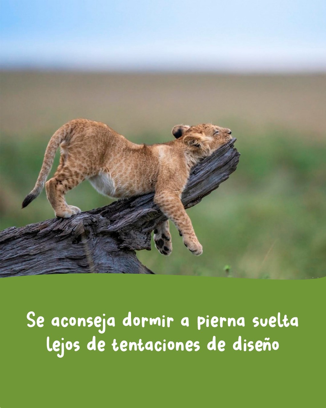 🎶 Jugar por Jugar. Temón de Joaquín Sabina!
📷 comedywildlifephoto.comTenemos un desafío para tutti la pipole:
En este carrusel las estrofas del tema están desordenadas...
Si numeran las estrofas originales (en sistema decimal) y le asignan el número correspondiente al carrusel van a encontrar un código secreto que les da acceso a un cupón por 25% de descuento en la compra de cualquiera de nuestros juegos en la tienda online*Comentá: "tesuperoenfreak" Que te mandamos el link... 🙄* Promoción válida para las primeras 3 cuentas que lo logren y hasta que dure el frio (ojalá que poco -.-)